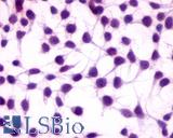 Anti-GPRC5A / RAI3 antibody LS-A3551 immunocytochemistry (ICC) staining of untransfected HEK293 human embryonic kidney cells.