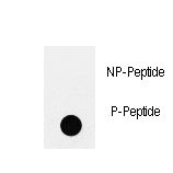 Dot blot of anti-Phospho-IRS2-pY978 Antibody on nitrocellulose membrane. 50ng of Phospho-peptide or Non Phospho-peptide per dot were adsorbed. Antibody working concentrations are 0.5ug per ml.