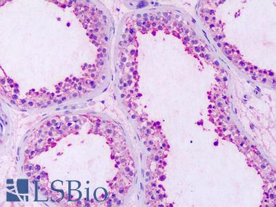 Anti-GPRC5A / RAI3 antibody IHC of human testis. Immunohistochemistry of formalin-fixed, paraffin-embedded tissue after heat-induced antigen retrieval. Antibody LS-A1220 dilution 18-36 ug/ml.