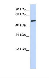 Fetal brain lysate. Antibody concentration: 1.0 ug/ml. Gel concentration: 12%.
