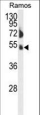 Western blot of FCRL4 Antibody in Ramos cell line lysates (35 ug/lane). FCRL4 (arrow) was detected using the purified antibody.