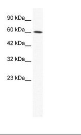 HepG2 Cell Lysate