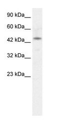 HepG2 Cell Lysate