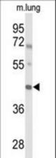 Western blot of IRX2 Antibody in mouse lung tissue lysates (35 ug/lane). IRX2 (arrow) was detected using the purified antibody.