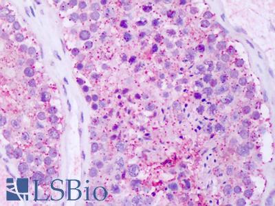 Anti-GPRC5A / RAI3 antibody IHC of human testis. Immunohistochemistry of formalin-fixed, paraffin-embedded tissue after heat-induced antigen retrieval. Antibody LS-A1222 dilution 4-10 ug/ml.