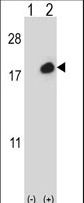 Western blot of ISG15 (arrow) using rabbit polyclonal ISG15 Antibody (C-term N151). 293 cell lysates (2 ug/lane) either nontransfected (Lane 1) or transiently transfected (Lane 2) with the ISG15 gene.