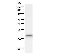 Western blot analysis of immunized recombinant protein, using anti-ISL2 monoclonal antibody.
