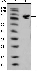 Western blot using ISL1 mouse monoclonal antibody against full-length ISL1 (aa1-349)-hIgGFc transfected HEK293 cell lysate(1).