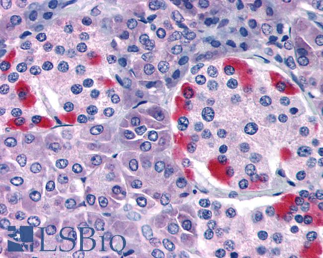 Anti-GPRC5C antibody IHC of human pancreas islets of Langerhans. Immunohistochemistry of formalin-fixed, paraffin-embedded tissue after heat-induced antigen retrieval.