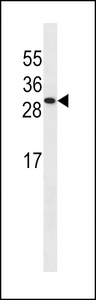 ISOC2 Antibody western blot of A549 cell line lysates (35 ug/lane). The ISOC2 antibody detected the ISOC2 protein (arrow).