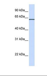 Hela cell lysate. Antibody concentration: 1.0 ug/ml. Gel concentration: 12%.