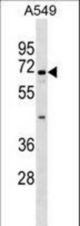 ITFG1 Antibody western blot of A549 cell line lysates (35 ug/lane). The ITFG1 antibody detected the ITFG1 protein (arrow).