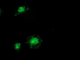Anti-ITFG2 mouse monoclonal antibody immunofluorescent staining of COS7 cells transiently transfected by pCMV6-ENTRY ITFG2.