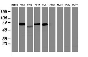 Western blot of extracts (35 ug) from 9 different cell lines by using anti-ITFG2 monoclonal antibody (HepG2: human; HeLa: human; SVT2: mouse; A549: human; COS7: monkey; Jurkat: human; MDCK: canine; PC12: rat; MCF7: human).