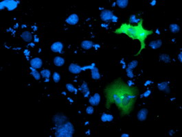 Anti-ITFG2 mouse monoclonal antibody immunofluorescent staining of COS7 cells transiently transfected by pCMV6-ENTRY ITFG2.