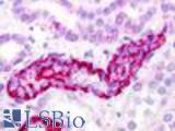 Anti-GPRC5D antibody LS-A571 IHC of human kidney, renal tubule. Immunohistochemistry of formalin-fixed, paraffin-embedded tissue after heat-induced antigen retrieval.