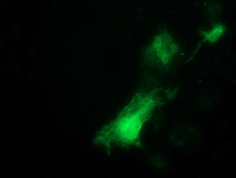 Anti-ITFG2 mouse monoclonal antibody immunofluorescent staining of COS7 cells transiently transfected by pCMV6-ENTRY ITFG2.