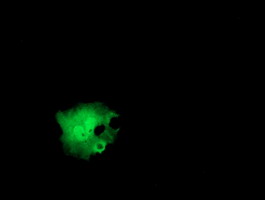 Anti-ITFG2 mouse monoclonal antibody immunofluorescent staining of COS7 cells transiently transfected by pCMV6-ENTRY ITFG2.