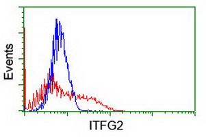 HEK293T cells transfected with either overexpress plasmid (Red) or empty vector control plasmid (Blue) were immunostained by anti-ITFG2 antibody, and then analyzed by flow cytometry.
