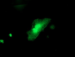Anti-ITFG2 mouse monoclonal antibody immunofluorescent staining of COS7 cells transiently transfected by pCMV6-ENTRY ITFG2.
