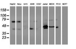 Western blot of extracts (35 ug) from 9 different cell lines by using anti-ITFG2 monoclonal antibody (HepG2: human; HeLa: human; SVT2: mouse; A549: human; COS7: monkey; Jurkat: human; MDCK: canine; PC12: rat; MCF7: human).