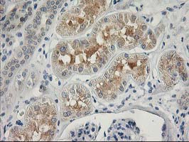 IHC of paraffin-embedded Human Kidney tissue using anti-ITFG2 mouse monoclonal antibody.