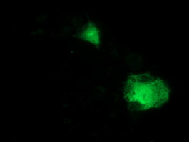 Anti-ITFG2 mouse monoclonal antibody immunofluorescent staining of COS7 cells transiently transfected by pCMV6-ENTRY ITFG2.