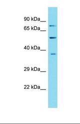 Western blot of Mouse Thymus. Gprc5d antibody dilution 1.0 ug/ml.