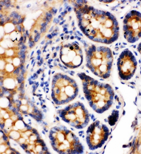 Integrin alpha 1 antibody IHC-paraffin: Rat Intestine Tissue.