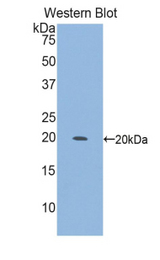Western blot of recombinant ITGA10.