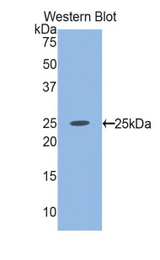 Western blot of recombinant ITGA10.