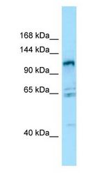 GPRC6A antibody Western Blot of 293T.