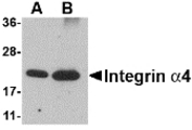 Western blot of Integrin alpha 4 using (A) 25 and (B) 100 ng of recombinant Integrin alpha 4 with Integrin alpha 4 antibody at 1 ug/ml.
