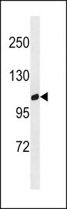 GPRC6A Antibody western blot of human placenta tissue lysates (35 ug/lane). The GPRC6A antibody detected the GPRC6A protein (arrow).