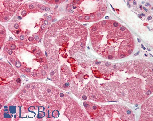 Anti-GPRC6A antibody LS-A2577 IHC of human kidney. Immunohistochemistry of formalin-fixed, paraffin-embedded tissue after heat-induced antigen retrieval.