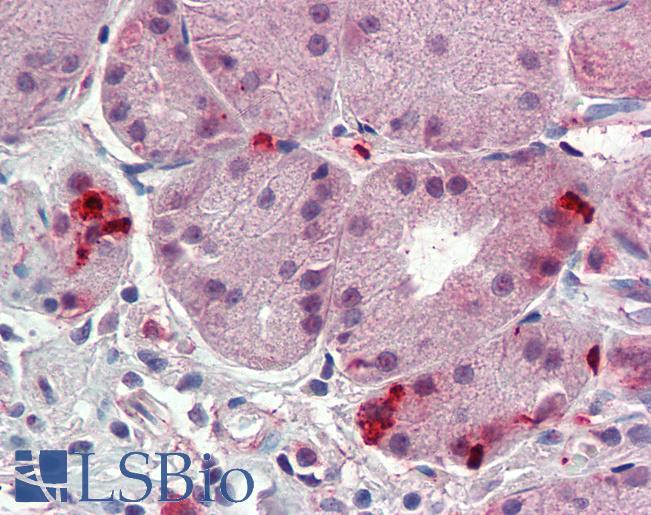 Anti-ITGA6 / CD49f antibody LS-A8770 IHC of human stomach. Immunohistochemistry of formalin-fixed, paraffin-embedded tissue after heat-induced antigen retrieval.