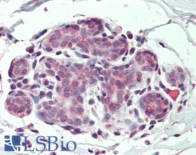 Anti-ITGA6 / CD49f antibody LS-A8770 IHC of human breast. Immunohistochemistry of formalin-fixed, paraffin-embedded tissue after heat-induced antigen retrieval.
