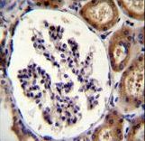 ITGA8 Antibody immunohistochemistry of formalin-fixed and paraffin-embedded human kidney tissue followed by peroxidase-conjugated secondary antibody and DAB staining.