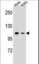 CD11b Antibody western blot of A549,K562 cell line lysates (35 ug/lane). The CD11b antibody detected the CD11b protein (arrow).