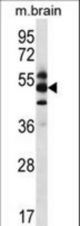 GPS1 Antibody western blot of mouse brain tissue lysates (35 ug/lane). The GPS1 antibody detected the GPS1 protein (arrow).