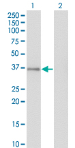 Western Blot analysis of GPS2 expression in transfected 293T cell line by GPS2 monoclonal antibody (M01), clone 3C4.Lane 1: GPS2 transfected lysate (Predicted MW: 36.7 KDa).Lane 2: Non-transfected lysate.