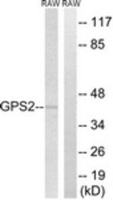 Western blot of extracts from RAW264.7 cells, using GPS2 Antibody. The lane on the right was incubated with synthetic peptide.