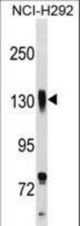 ITGB1 Antibody western blot of NCI-H292 cell line lysates (35 ug/lane). The ITGB1 antibody detected the ITGB1 protein (arrow).