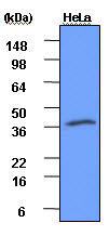 Cell lysates of HeLa (each 100 ug) were resolved by SDS-PAGE, transferred to PVDF membrane and probed with anti-human GPS2 (1:500). Proteins were visualized using a goat anti-mouse secondary antibody conjugated to HRP and an ECL detection system.