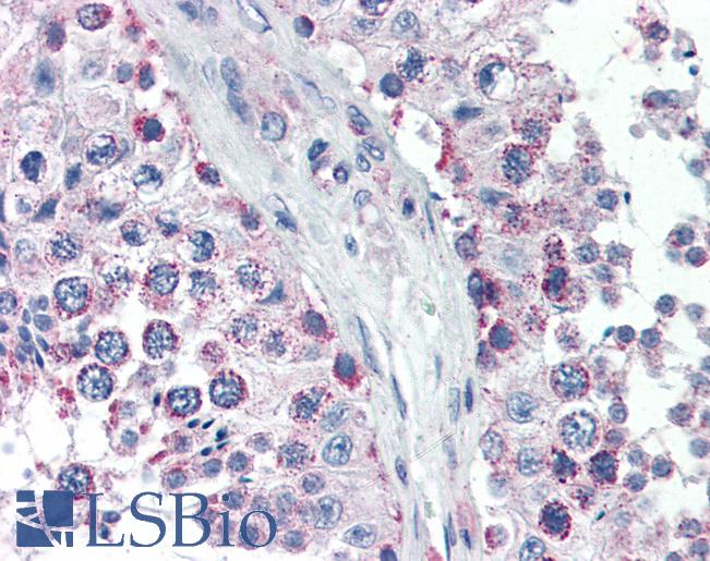 Anti-GPSM2 antibody IHC of human testis. Immunohistochemistry of formalin-fixed, paraffin-embedded tissue after heat-induced antigen retrieval. Antibody LS-B2915 concentration 5 ug/ml.