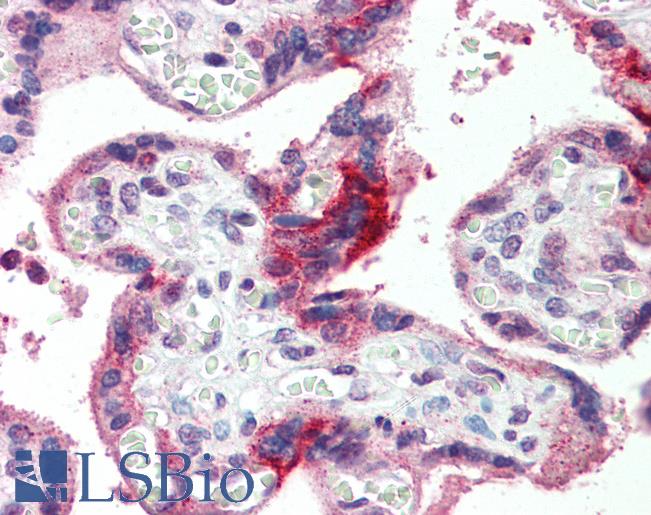 Anti-GPSM2 antibody IHC of human placenta. Immunohistochemistry of formalin-fixed, paraffin-embedded tissue after heat-induced antigen retrieval. Antibody LS-B3996 concentration 5 ug/ml.
