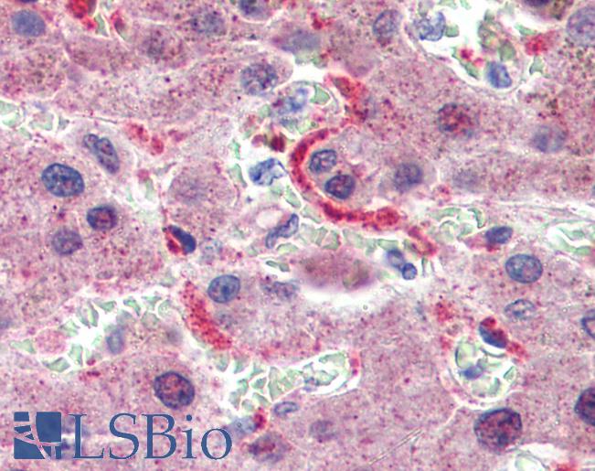 Anti-GPSM2 antibody IHC of human liver. Immunohistochemistry of formalin-fixed, paraffin-embedded tissue after heat-induced antigen retrieval. Antibody LS-B3996 concentration 5 ug/ml.