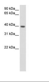 Fetal Heart Lysate
