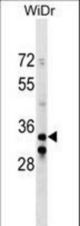 ITGB1BP2 Antibody western blot of WiDr cell line lysates (35 ug/lane). The ITGB1BP2 antibody detected the ITGB1BP2 protein (arrow).