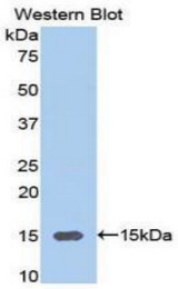 Western blot of recombinant GPT / Alanine Transaminase.
